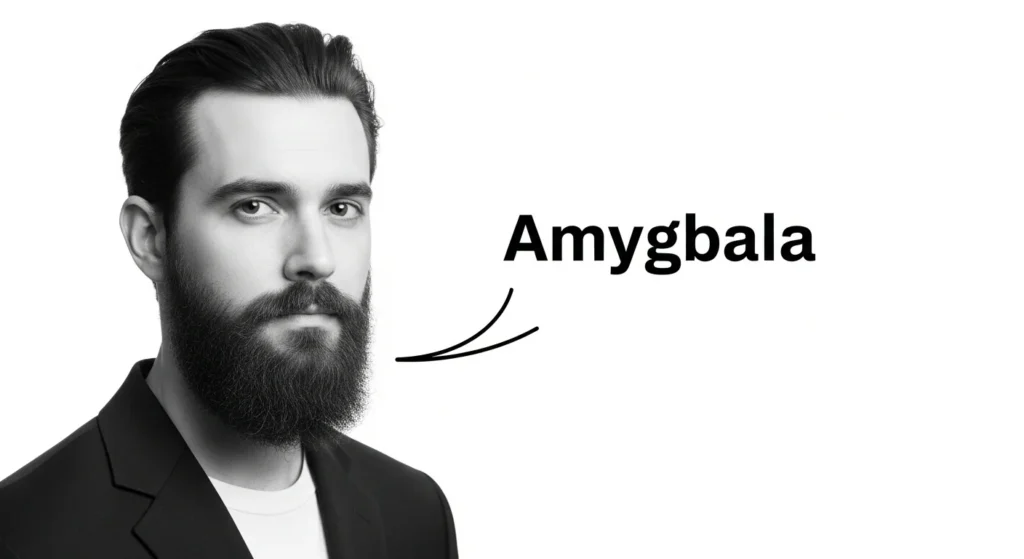 amygdala meaning