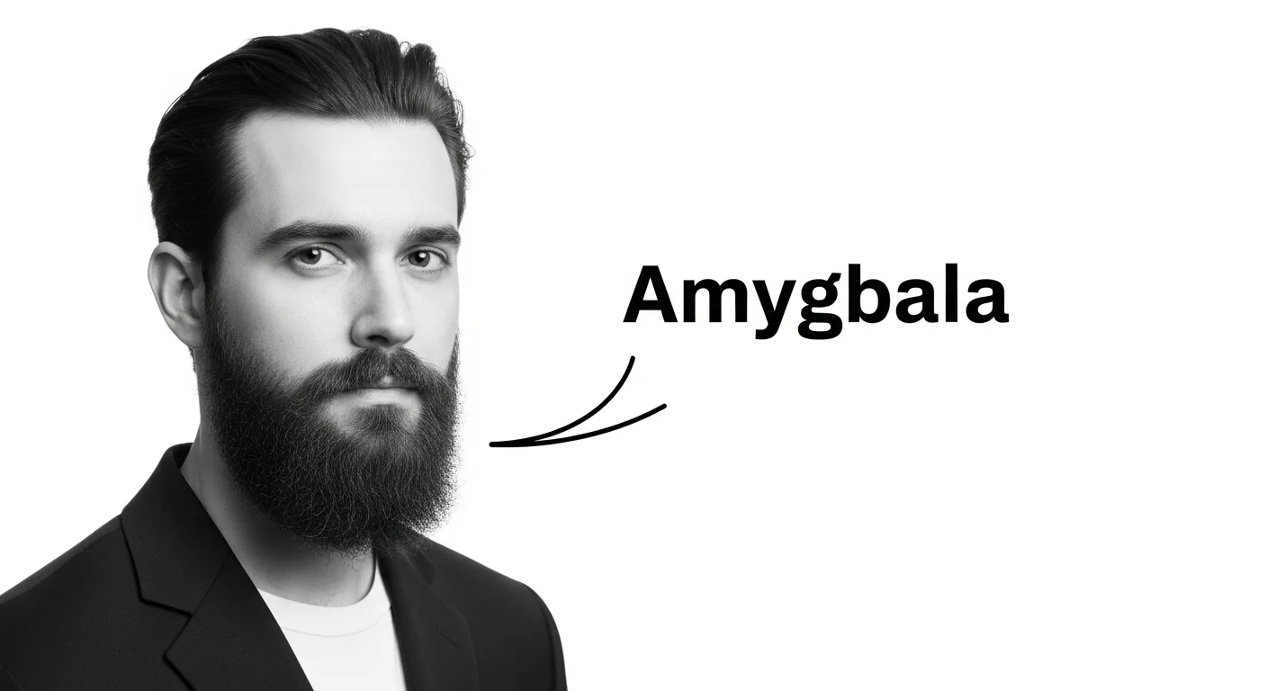amygdala meaning